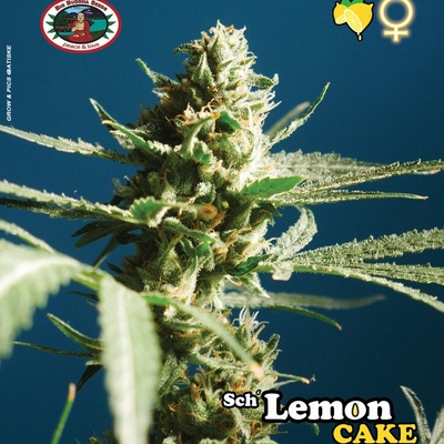 Big Buddha Seeds Lemon Cake semena neobsahují THC 5 ks