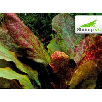 Echinodorus Red Flame