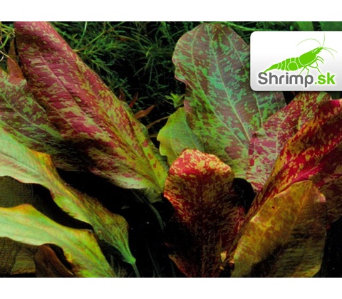 Echinodorus Red Flame