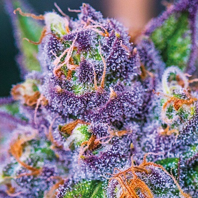 Anesia Seeds Purple Domina Auto semienka neobsahujú THC 10 ks