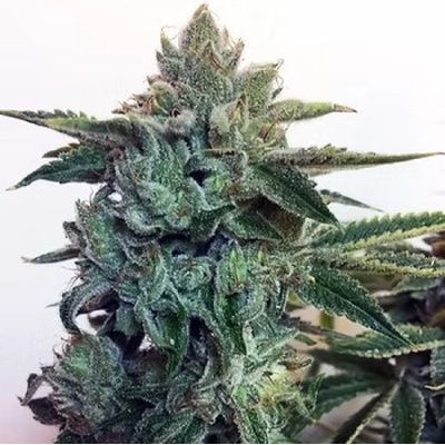 Cream Of The Crop Sticky Zkittlez Glue semena neobsahují THC 3 ks