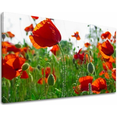 Obraz na stenu KVETY MAKY - 20x30