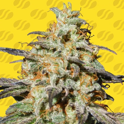 Original Sensible Seeds Biscotti Auto semienka neobsahujú THC 10 ks