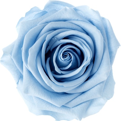 Laura LIGHT Light blue - svetlo modrá (Aranž 1x stabilizovaná "večná" ruža na keramickom tácku)