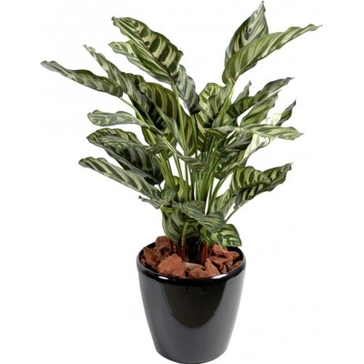 Umělá květina Calathea makoyana deluxe, 56cm