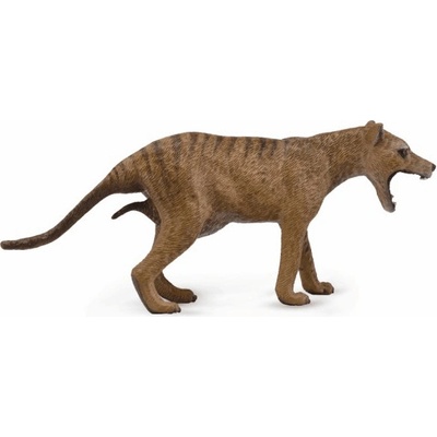 Collecta Tasmánsky vakovlk Thylacine samica