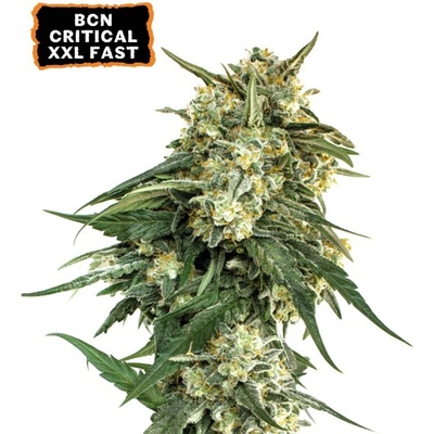 Seedstockers BCN Critical XXL Fast semena neobsahují THC 25 ks