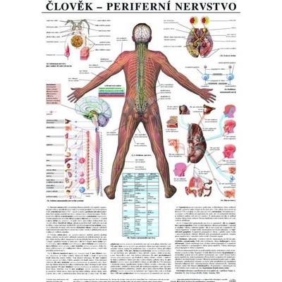 Plagát ľudské periférne nervstvo 67x96cm