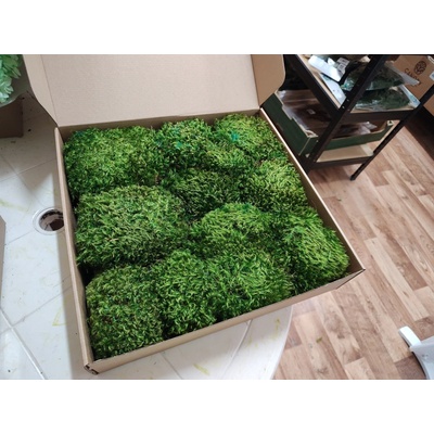 Vlasový mach - Hair moss