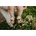 Donsje Детски сандали от кожа Donsje Stelloux Sandals Groom (1041302)