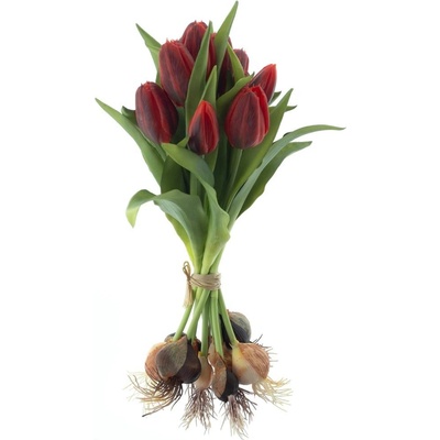 Tulipán 'Sally' svazek s cibulkou x12 červená V33 cm