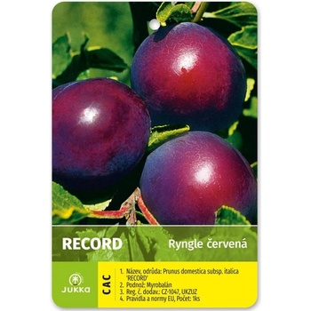 Ryngle Record