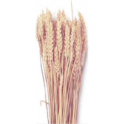 Dekorace sušiny TRITICUM-PŠENICE hladká 40g