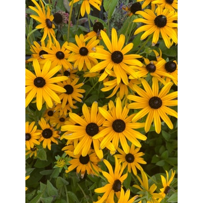 Rudbeckia fulgida GOLDSTURM - rudbékie, třapatka – Sleviste.cz