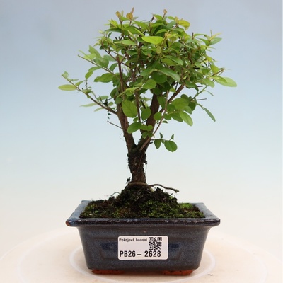 e-bonsai Pokojová bonsai - Sagerécie thea - Sagerécie thea