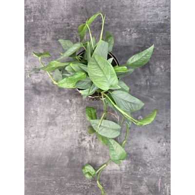 Epipremnum Cebu Blue