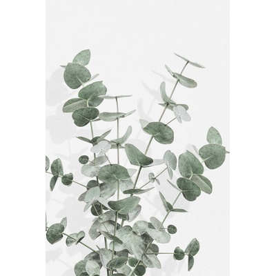 Plagát, Obraz - Eucalyptus Creative 16, Studio Collection, 26.7 × 40 cm