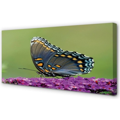 Obrazy na plátně Barevný motýl na květiny 100x50 cm