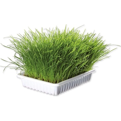 Trixie Tráva miska pre mačiatka 100 g