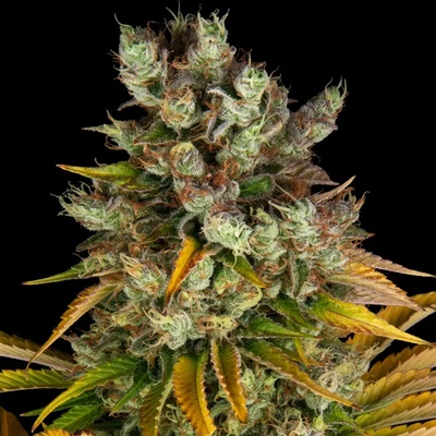 Barney's Farm GMo semienka neobsahujú THC 10 ks