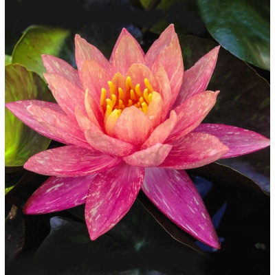Nymphaea 'Wanvisa' – košík 11x11 cm – Sleviste.cz