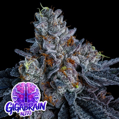 Giga Brain Auto Anesia Seeds semena neobsahují THC 5 ks