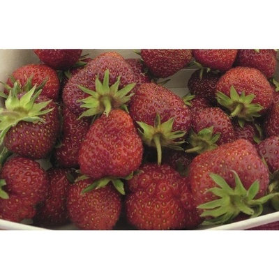 Jahoda BIO 'Senga® Sengana®' FloraSelf Bio kvetináč Ø 9 cm