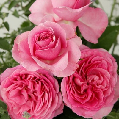 Kordes® Роза Konigin Marie® - Parfuma® - Kordes®