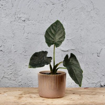 Alocasia Frydek Variegata