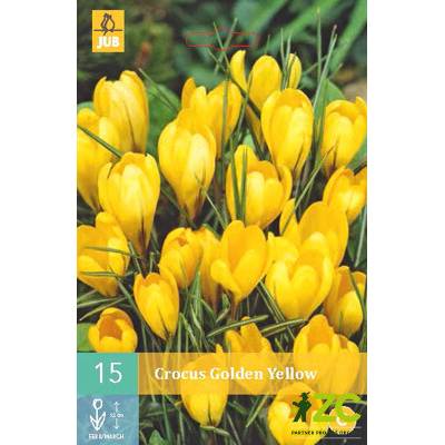 Jub Krokus Golden Yellow "C" 10 ks