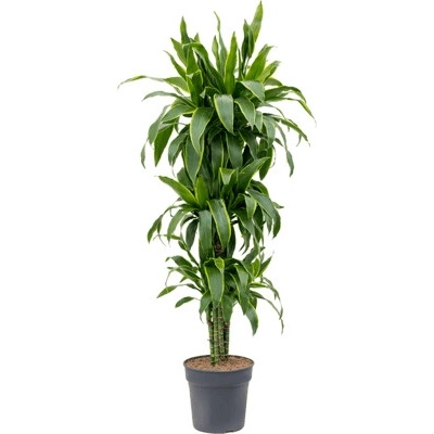 Dracena - Dracaena fragrans "Arturo" Branched multi 30x160 cm
