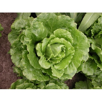 Šalát rímsky Galander- Lactuca sativa var. Romana Gars - predaj semien - 300 ks