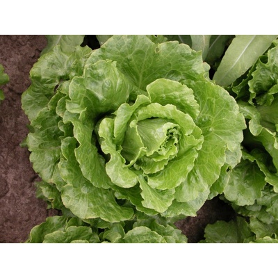 Šalát rímsky Galander- Lactuca sativa var. Romana Gars - predaj semien - 300 ks