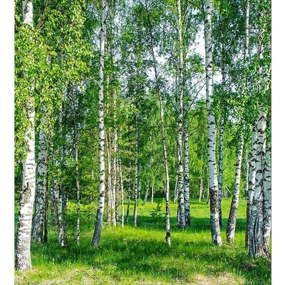 Dimex MS-3-0100 vliesová fototapeta rozměry 225 x 250 cm