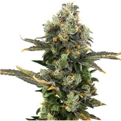 Elev8 Seeds King Cone semena neobsahují THC 3 ks