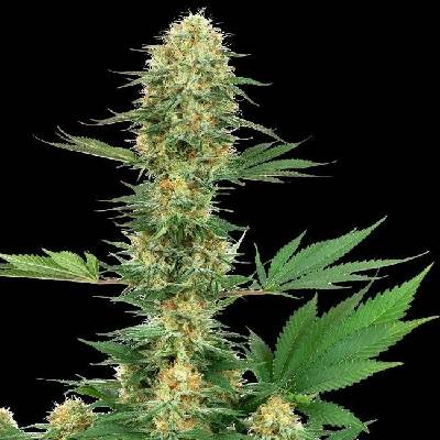 Gelato #420 White Label semena neobsahují THC 3 ks