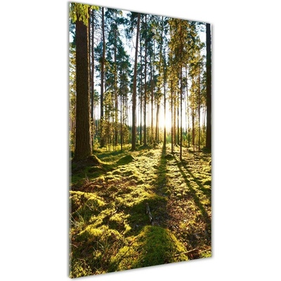 Vertikálny foto obraz sklo tvrdené Sosnová les 50x100 cm