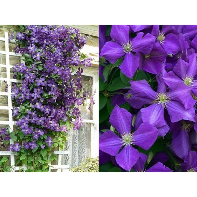 Plamienok Jackmanov 50-60cm - Clematis Jackmanii, kont. p15