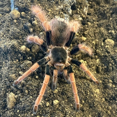 Megaphobema robustum Samec
