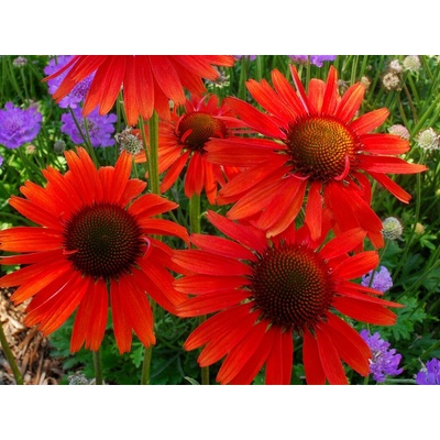 Echinacea purpurová Hot Lava, kont. 1 l