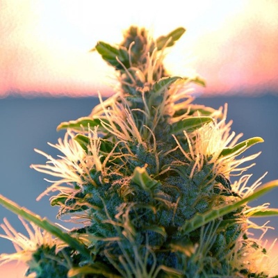 Doctor's Choice Lowryder Auto semienka neobsahujú THC 5 ks