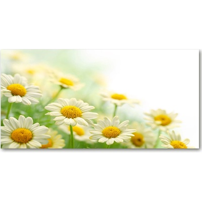 Foto obraz fotografie na skle sedmokrásky 100x50 cm