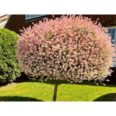 Vŕba japonská Hakuro Nishiki na 100-110 cm kmienku, výška 120-150 cm, kont. 5 l
