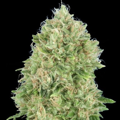 Advanced Seeds Pineapple Glue semienka neobsahujú THC 1 ks