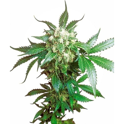 Sensi Seeds Black Domina semienka neobsahujú THC 5 ks