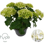 Hy-Pe Unique Хортензия Macrophylla White - Hy-Pe