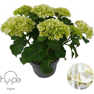 Hy-Pe Unique Хортензия Macrophylla White - Hy-Pe