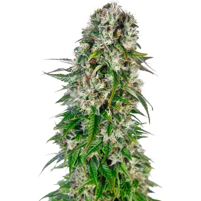 Sensi Seeds Big Bud Automatic semienka neobsahujú THC 10 ks