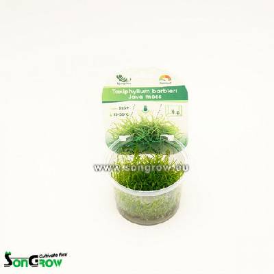 Java Moss - Taxiphyllum barbieri - Epaqvitro