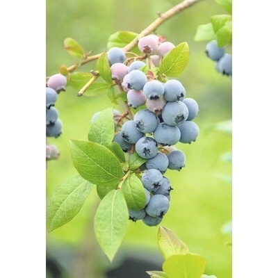 Čučoriedka BIO FloraSelf Bio Vaccinium corymbosum 'Bluecrop' 30-40 cm kvetináč 3,4 l